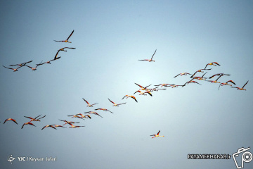 میانکاله؛ زیستگاه پرندگان مهاجر
