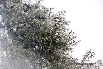 بارش برف در مناطق غربی شیراز0
