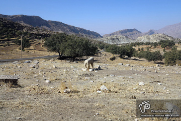 شیرهای سنگی گورستان چندصدساله روستای کنده ای استان