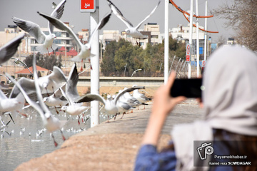 پرندگان مهاجر زمستانی بستر خرم رود شیراز