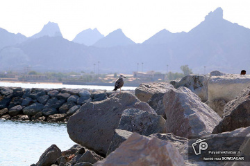 طبیعت زیبای جزیره هرمز‎‎ - سواحل خلیج فارس - پرنده
