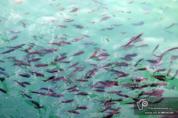طبیعت زیبای جزیره هرمز‎‎ - سواحل خلیج فارس - ماهی