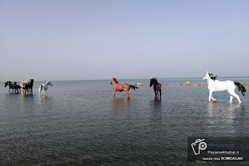 سواحل خلیج فارس در بوشهر