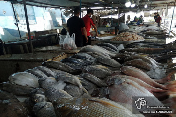 ماهی فروشی در بوشهر