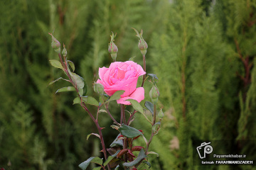 باغ گلها شیراز‎