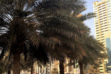 سفر به دبی