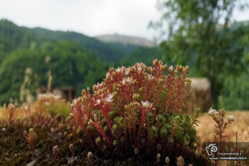 روستای تاریخی ماسوله