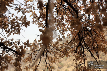 بلوط های آفت زده زاگرس در منطقه رستم فارس