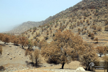 بلوط های آفت زده زاگرس در منطقه رستم فارس