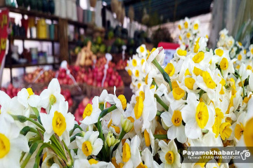 گلفروشی و میوه فروشی قصردشت شیراز - گل نرگس
