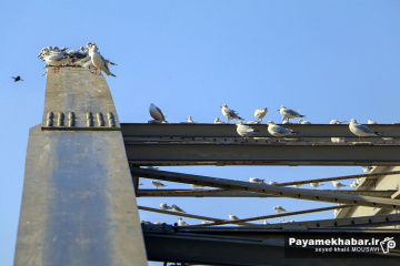 پرندگان مهاجر مهمان پل سفید اهواز