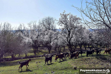 حال و هوای فرارسیدن بهار و شکوفه های بهاری در منطقه مهارلو فارس - گله دام