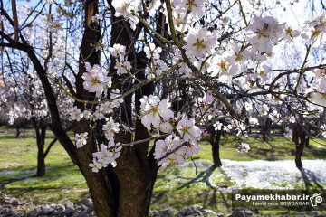 حال و هوای فرارسیدن بهار و شکوفه های بهاری در منطقه مهارلو فارس