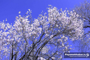 حال و هوای فرارسیدن بهار و شکوفه های بهاری در منطقه مهارلو فارس