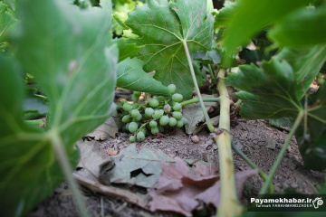 تاکستان های انگور در قزوین