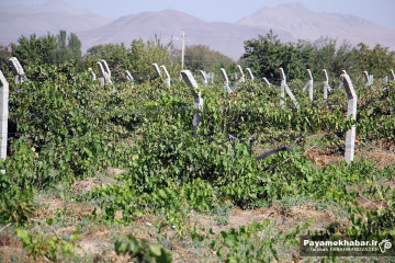 تاکستان های انگور در قزوین