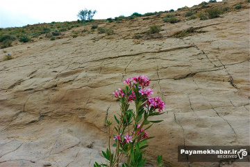 طبیعت زیبای فارس - گل
