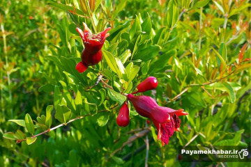 طبیعت زیبای فارس - گل انار