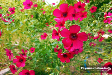 طبیعت زیبای فارس - گل