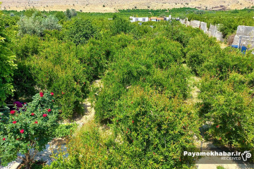 طبیعت زیبای فارس - دشت و درخت
