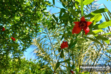 طبیعت زیبای فارس - گل انار