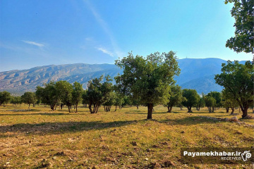 طبیعت زیبای فارس - دشت و درخت