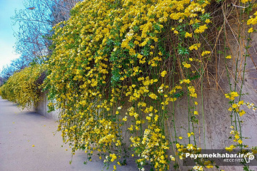 طبیعت زیبای فارس - گل آبشار طلایی