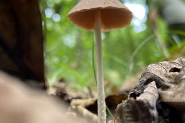 طبیعت زیبای نور مازندران‎ - قارچ جنگلی