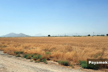 گندم زارهای منطقه بندامیر فارس
