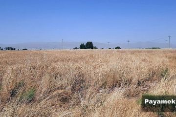گندم زارهای منطقه بندامیر فارس