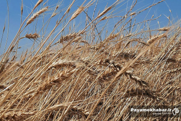گندم زارهای منطقه بندامیر فارس