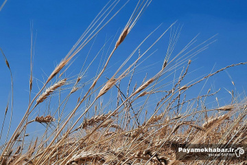 گندم زارهای منطقه بندامیر فارس