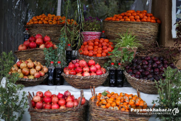 برداشت خرمالو از باغ های شیراز - انار و خرمالو