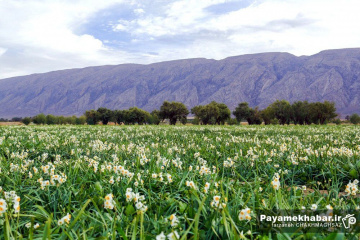 برداشت گل نرگس در خفر فارس