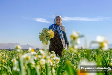 برداشت گل نرگس در خفر فارس