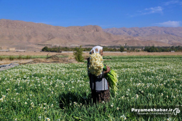 برداشت گل نرگس در خفر فارس