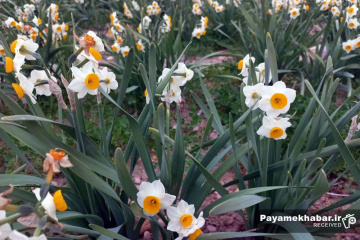 برداشت گل نرگس در کازرون فارس