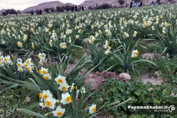 برداشت گل نرگس در کازرون فارس