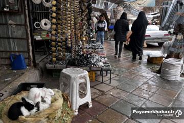 حال و هوای بازار کرمانشاه - فروش خرگوش