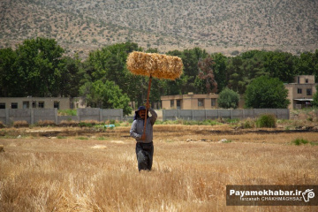 برداشت گندم از مزارع کشاورزی استان فارس