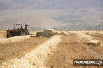 برداشت گندم از مزارع کشاورزی استان فارس