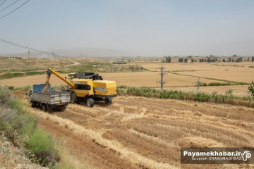 برداشت گندم از مزارع کشاورزی استان فارس