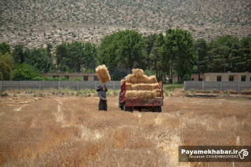برداشت گندم از مزارع کشاورزی استان فارس