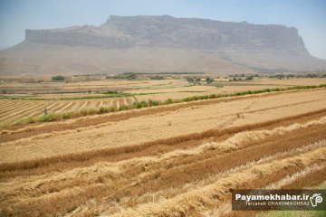 برداشت گندم از مزارع کشاورزی استان فارس