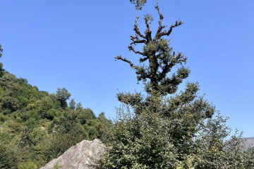 طبیعت جنگل های گیلان