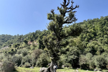 طبیعت جنگل های گیلان