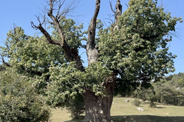 طبیعت جنگل های گیلان