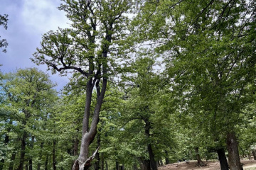 طبیعت جنگل های گیلان