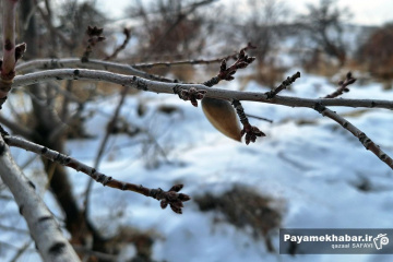طبیعت برفی روستای زرجه بستان قزوین