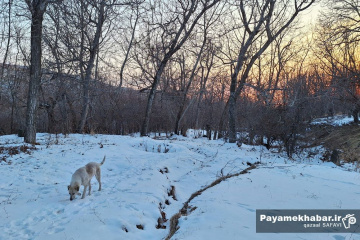طبیعت برفی روستای زرجه بستان قزوین